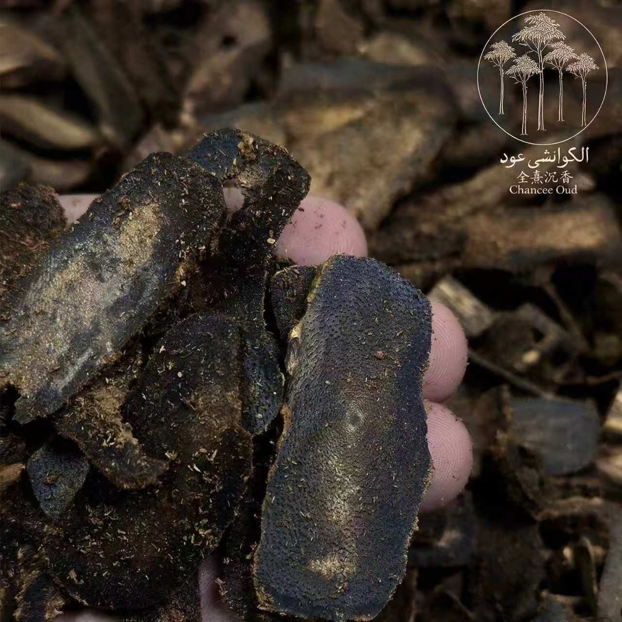 ✨ رقائق عود أسود غني بالدهن | Premium Dark Resin Agarwood Chips ✨
